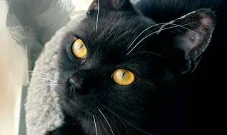 千万不要随便养黑猫