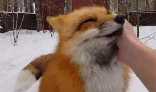 网红狐狸死在雪地里