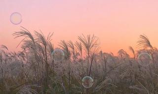 眼前人心上人电视剧